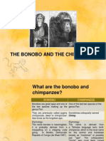 The Bonobo and The Chimpanzee