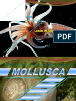 Mollusca