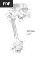 Anatomy Coloring Book Upper Leg & Pelvis Muscle Origin/Insertion