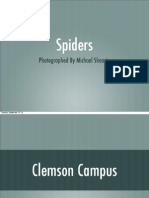 Spiders Photographed Around Clemson University