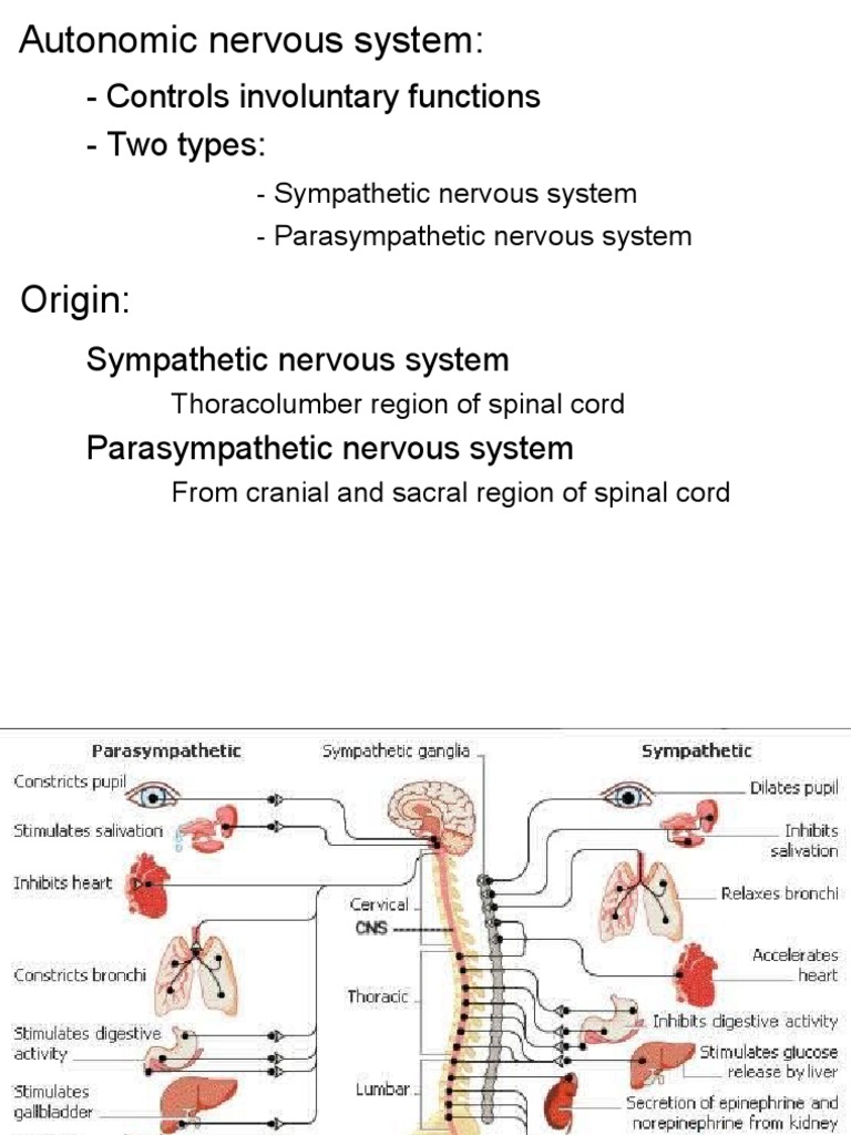Autonomic Nervous System Overview | PDF | Acetylcholine | Autonomic ...