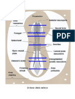 Chick Embryo (Embryology Lab)