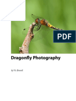 Dragonfly Photography