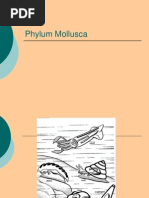 Download 28 Aplacophora Monoplacophora Bivalvia Scaphopoda Cephalopoda by Nurul Inayah Khairaty SN193581726 doc pdf