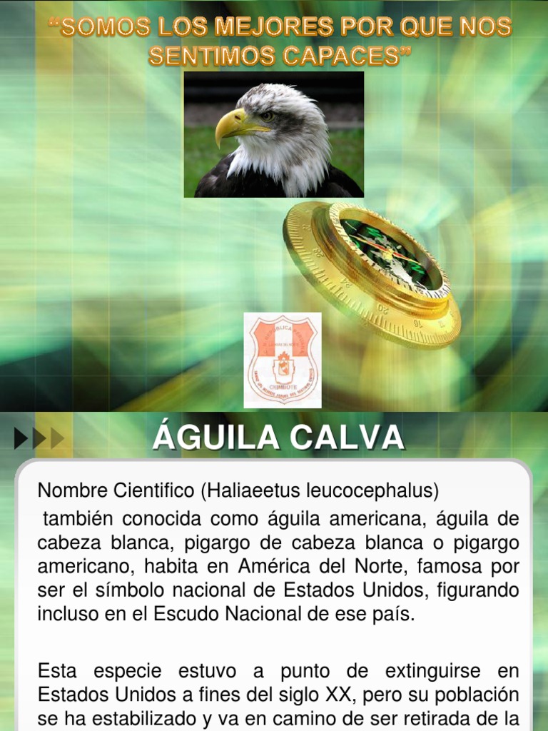 Aguila Calva | PDF | Águila calva | Tetrápodos