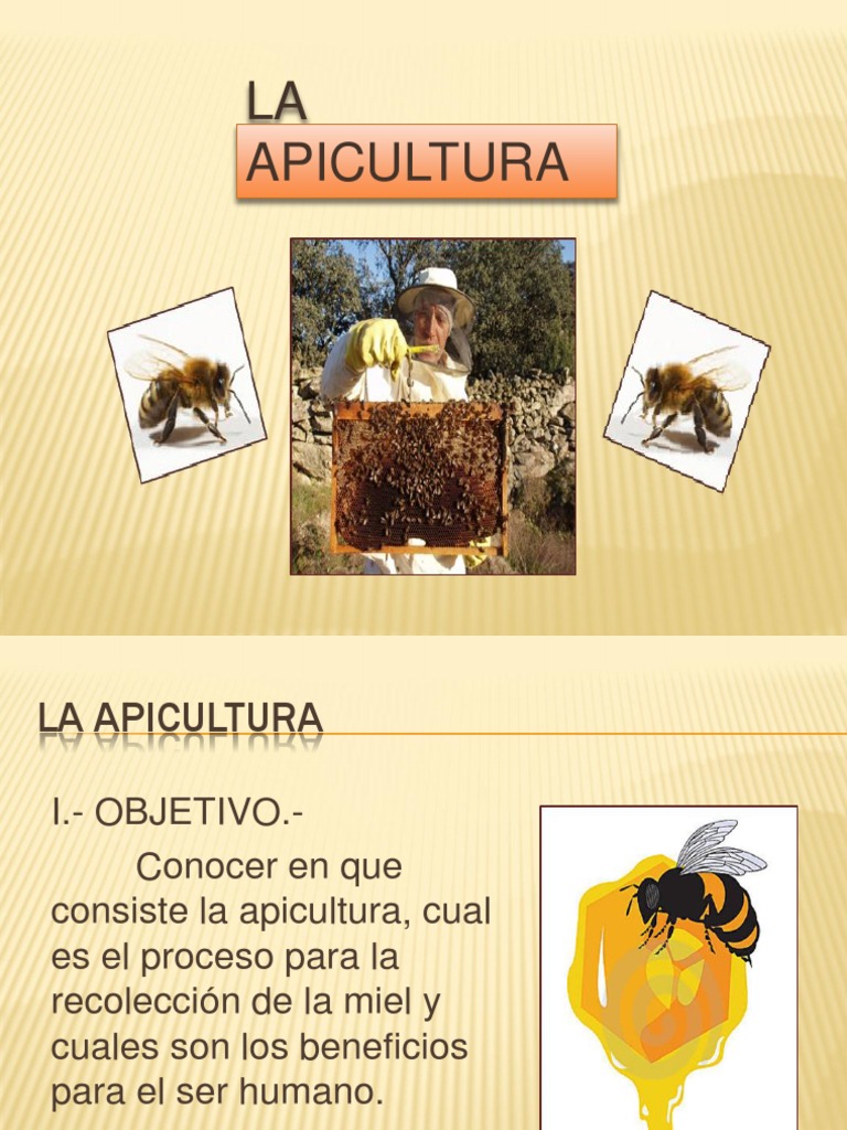 Beneficios y Proceso de la Apicultura | PDF | Himenópteros ...