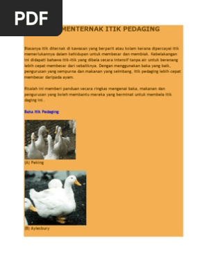 Panduan Menternak Itik Pedaging Pdf