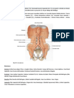 Aortaabdominal Arteriailiacacomun Arteriailiacaexternaeinterna 090715162301 Phpapp01