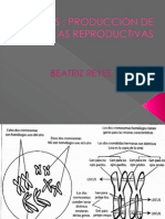 Meiosis Bety