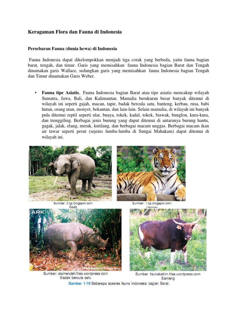 Download 640 Koleksi Gambar Flora Dan Fauna Di Indonesia Bagian Barat Tengah Dan Timur  Gratis
