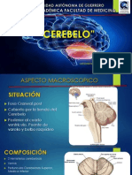 cerebelo2-130603214044-phpapp02