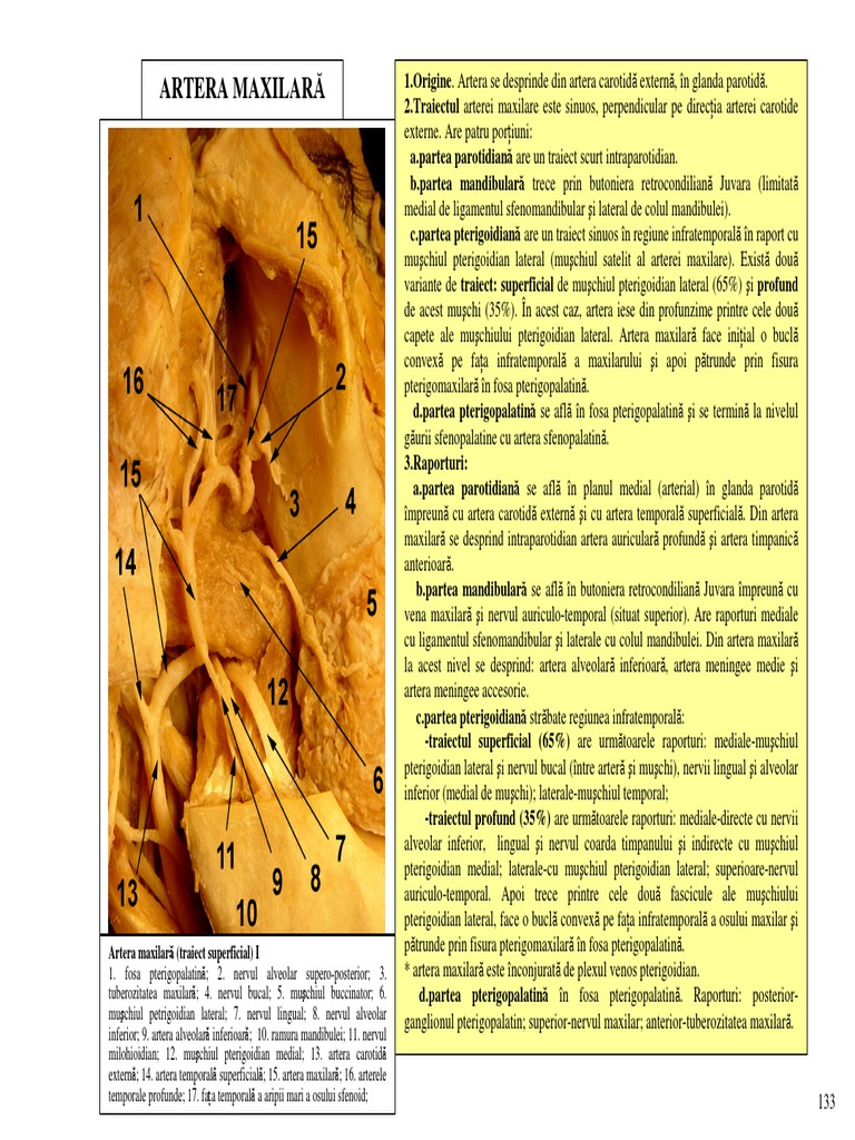 Artera Maxilara Artera Temporala Supf Artera Faciala Inelul Cuneo | PDF