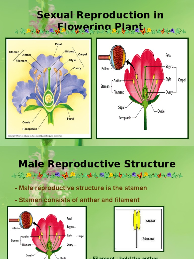 Sexual Reproduction In Flowering Plant Fertilisation Plant Reproduction