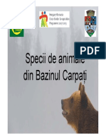 BAZINUL CARPATI Animale - Prezentare