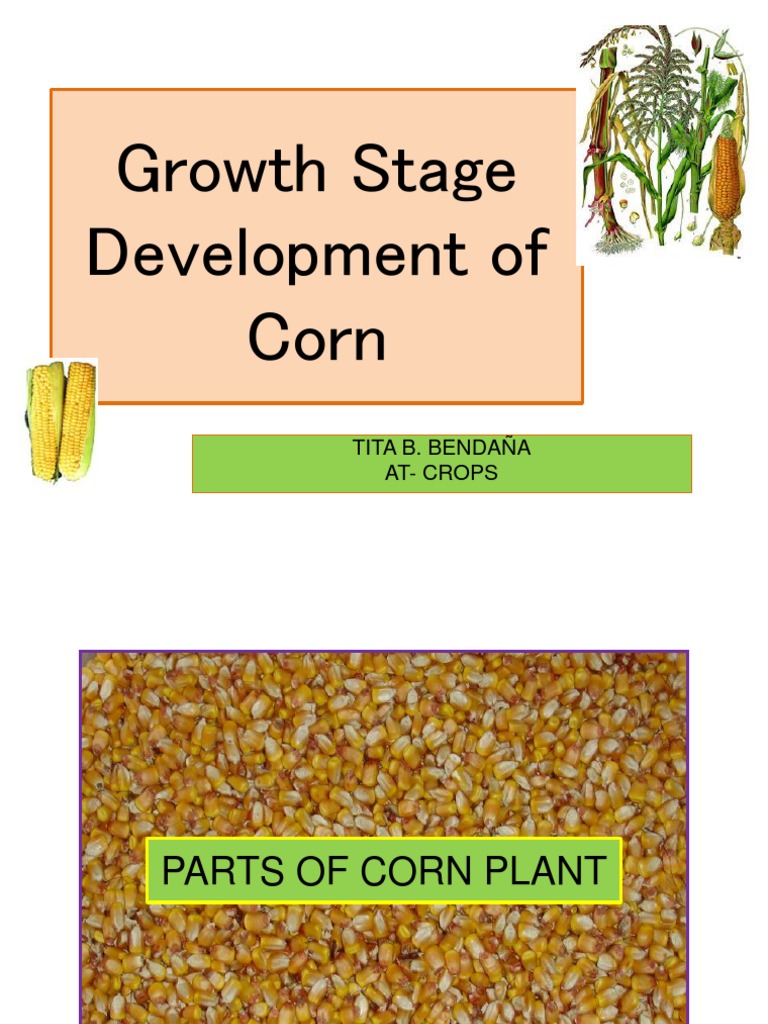 Growth Stage Development of Corn | Download Free PDF | Maize | Leaf