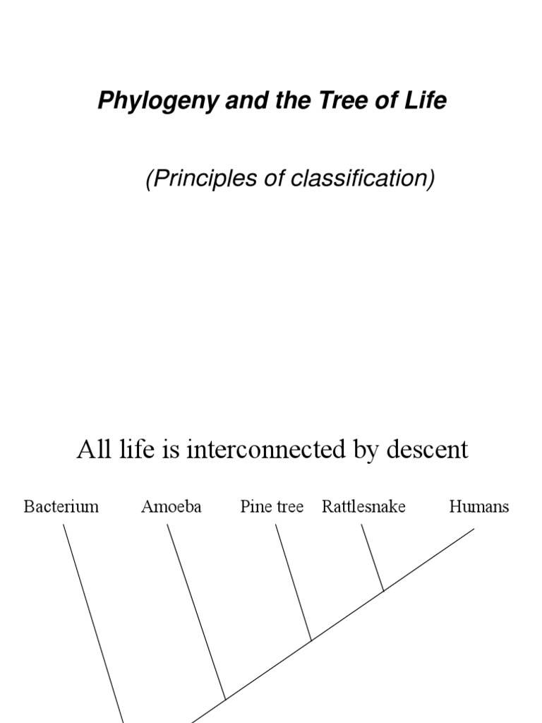 Understanding Phylogeny and Classification | PDF | Homology (Biology ...