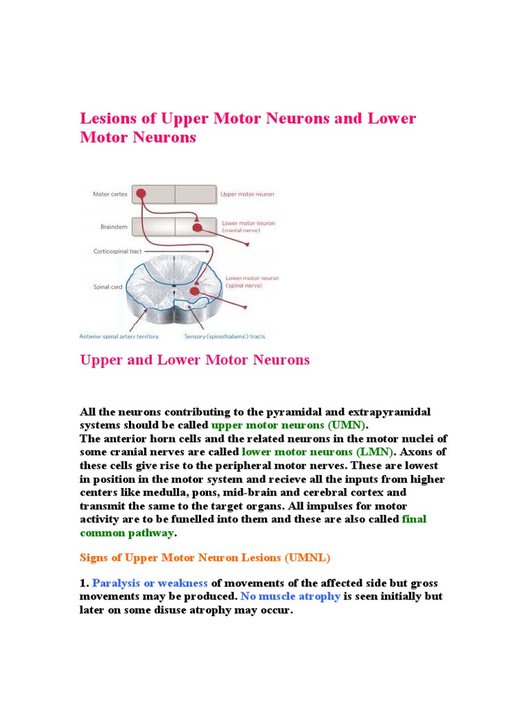 Lesions of Upper Motor Neurons and Lower Motor Neurons PDF Anatomical Terms Of Motion