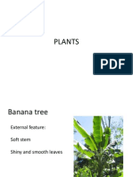 Plants