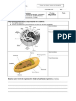 Prueba 8vo Basico La Celula-Jj