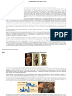 Prehistoria - Paleolitico - Arte - Homines PDF