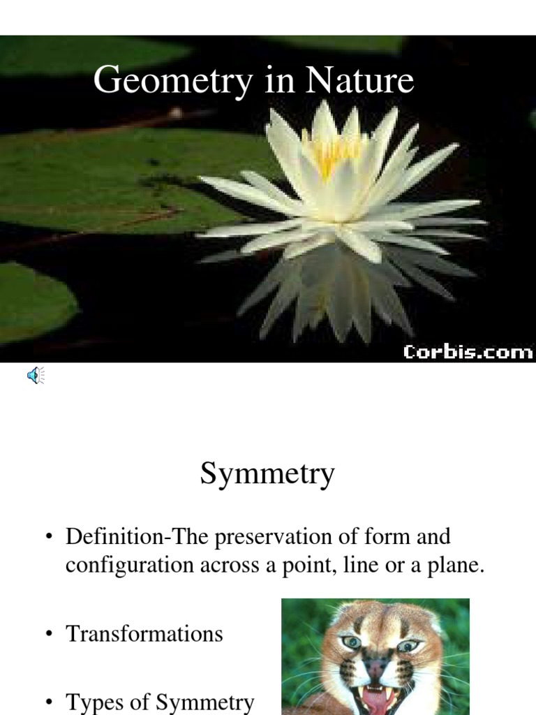 Geometry in Nature PROJECT 1 PDF Symmetry Polygon