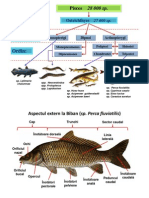 006 - Zoologia Vertebratelor - Osteichthyes