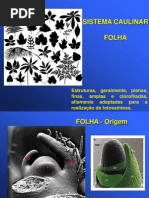 13 - Morfologia Externa Folha