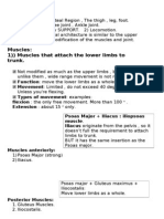 Muscles of The Lower Limbs