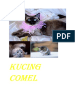 Kucing Comel