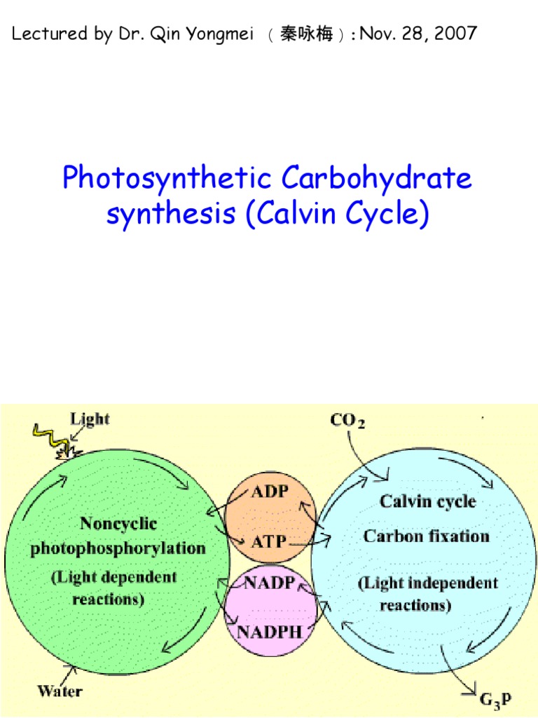 Photosynthetic Carbohydrate synthesis (Calvin Cycle) : Lectured by Dr ...