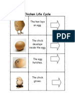 Chicken Life Cycle: The Hen Lays An Egg