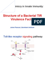 Molecular Mimicry in Innate Immunity:: Structure of A Bacterial TIR Virulence Factor