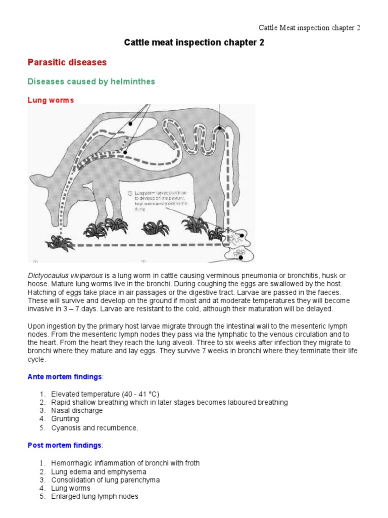 Cattle Meat Inspection: Parasitic Diseases | PDF | Diseases And ...