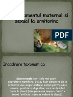 Comportamentul Maternal Si Sexual La Ornitorinc