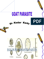 Goat Parasite