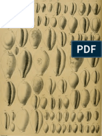 I Molluschi Dei Terreni Terziari Del Piemonte e Della Liguria F. Sacco, 1894 - PARTE 15 - Paleontologia Malacologia - Conchiglie Fossili Del Pliocene e Pleistocene