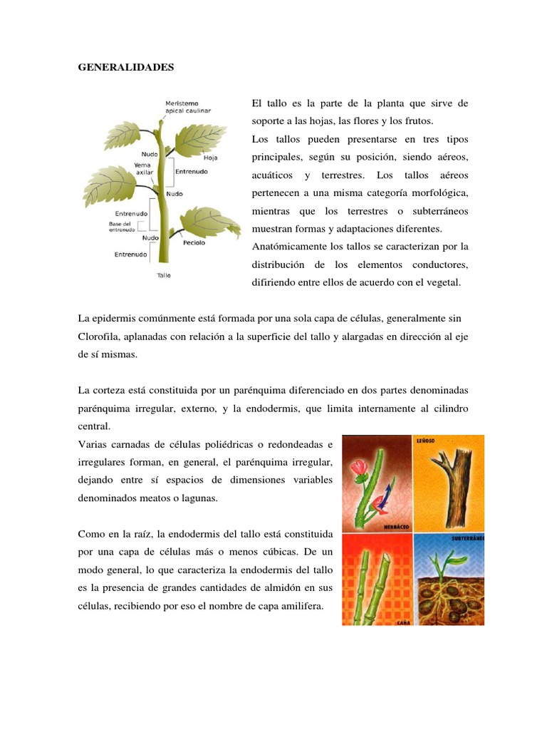Partes y funciones del tallo en plantas | PDF | Tallo de la planta ...