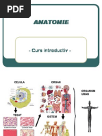 Manichiura Curs 1