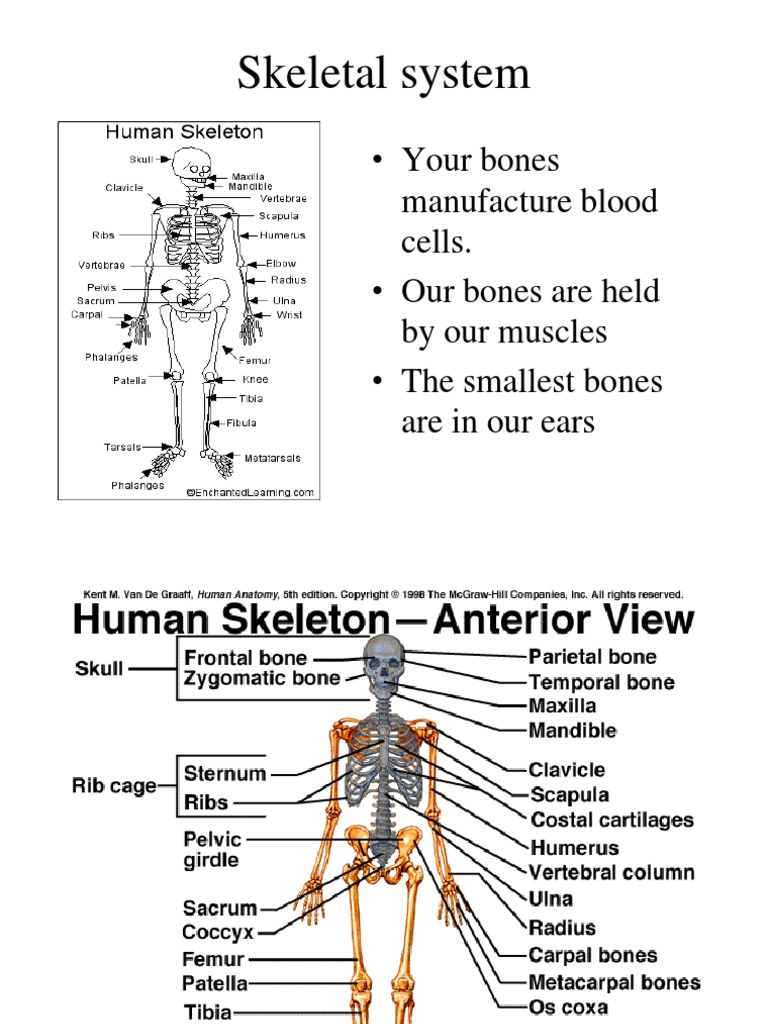 Overview of the Human Skeletal System | PDF | Vertebra | Vertebral Column