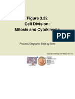 Cell Division: Mitosis and Cytokinesis: Process Diagrams Step-by-Step