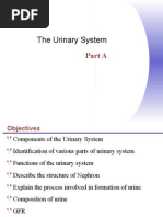 Download The Urinary System Part 1 by rizwanbas SN19661012 doc pdf