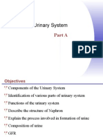 Download The Urinary System Part 1 by rizwanbas SN19661012 doc pdf