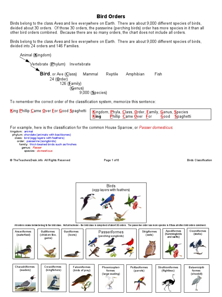 Bird Order Chart Birds Of Prey Birds