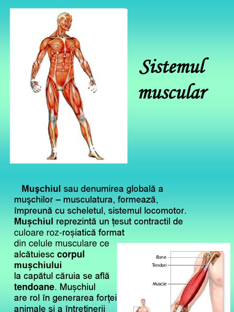 subțire coapsei musculare)