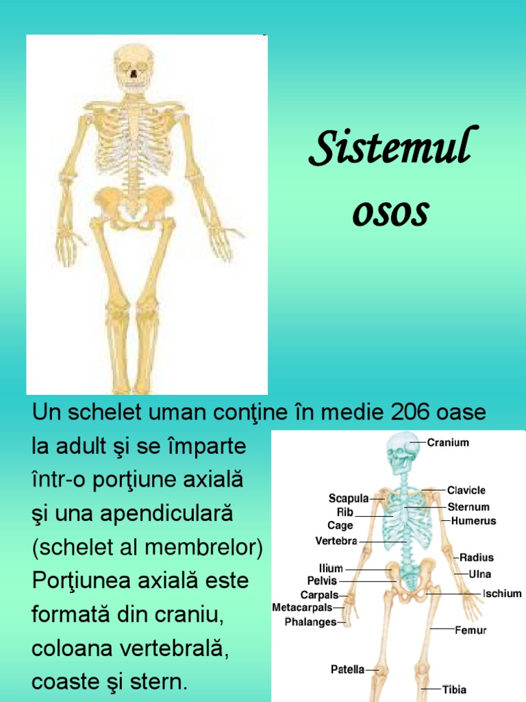 Sistemul Osos | PDF