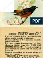 Birds of America 2