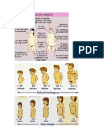 Cambios en La Pubertad y Adolescencia