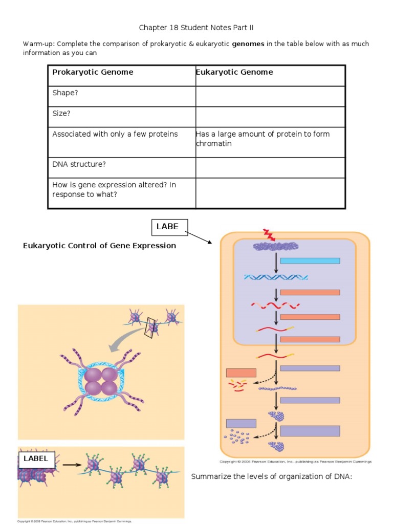 Chapter 18 Student Notes Part II: Prokaryotic Genome Eukaryotic Genome ...