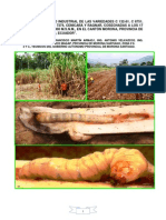 evaluacinagroindustrialdelasvariedadesc132-120925125403-phpapp02