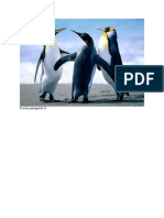 Funny Penguins 6